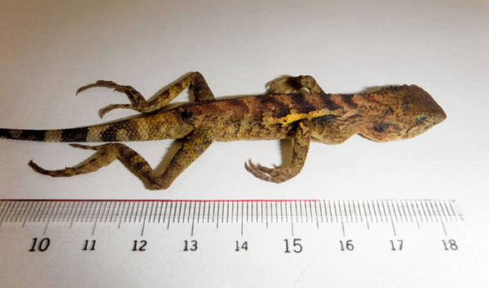 日本宫崎县宠物猫叼回一只蜥蜴 竟是台湾特有种“斯文豪氏攀蜥”