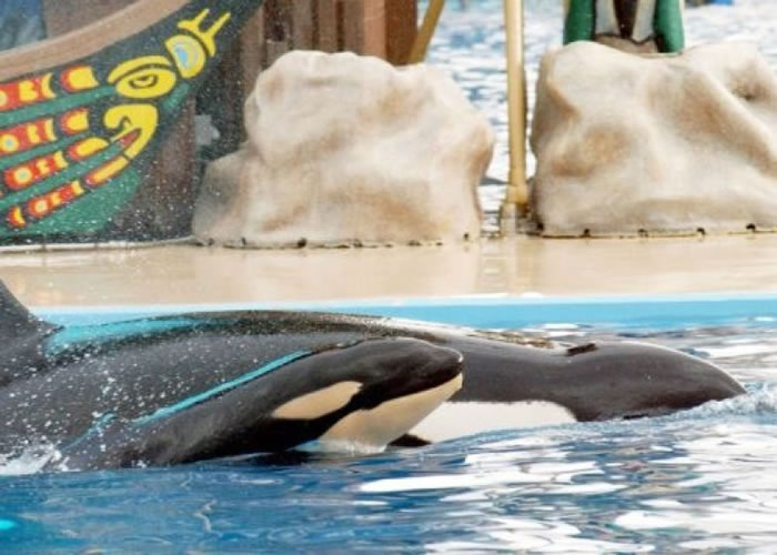 新保护法案实施后,杀人鲸表演将成为历史。