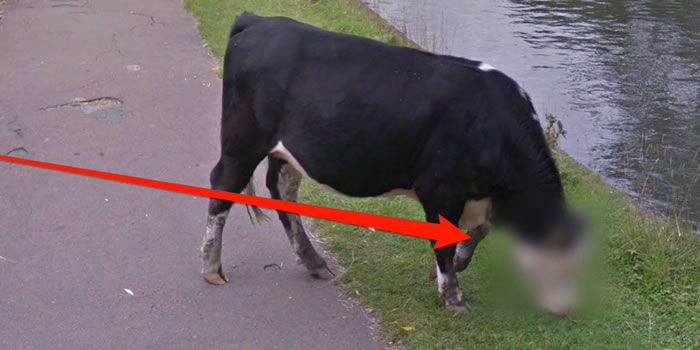 牛也有隐私权!谷歌街景图帮英国剑桥郡一只牛的头部打马赛克