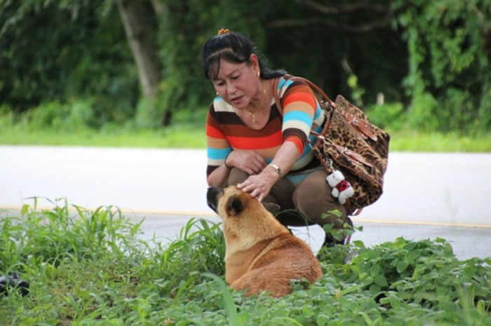 有民众前来探望狗狗。