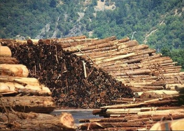 大量红木流入中国。