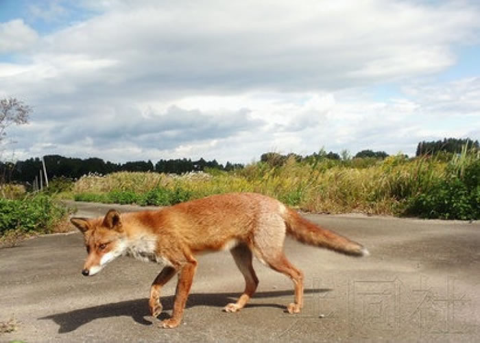 去年摄像机拍下了一只狐狸的身影。