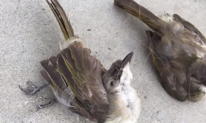 落网的鸟类会在市场暗售。