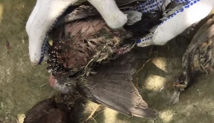 上海市野生动物保护站回应称,将开展执法行动查处张网捕鸟的违法现象。