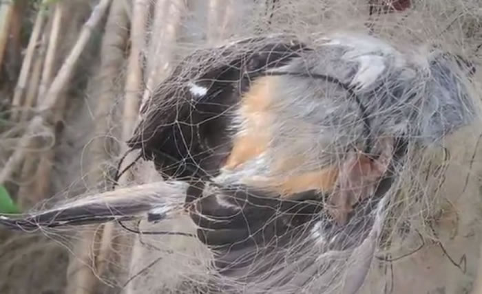有鸟类被捕鸟网缠住。