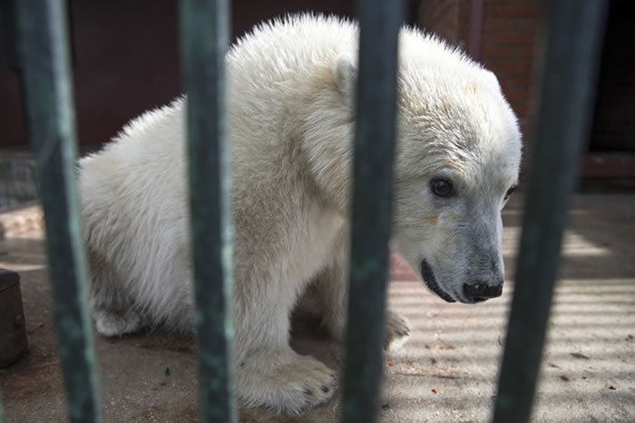 俄罗斯北极熊孤儿Nika落脚莫斯科动物园