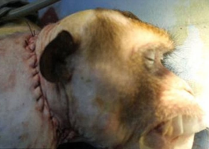 卡纳韦罗曾于中国为一只猴子“换头”。