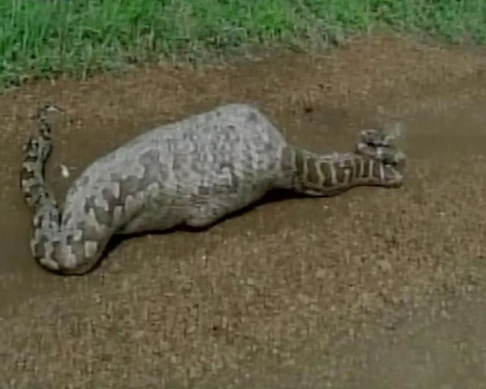 印度古茶拉底省野生动物保护区巨蟒将“亚洲最大羚羊”蓝牛羚直接吞入腹中