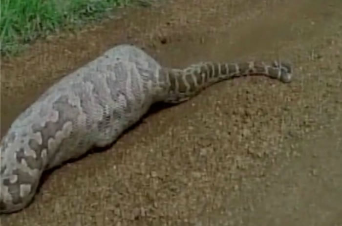 印度古茶拉底省野生动物保护区巨蟒将“亚洲最大羚羊”蓝牛羚直接吞入腹中