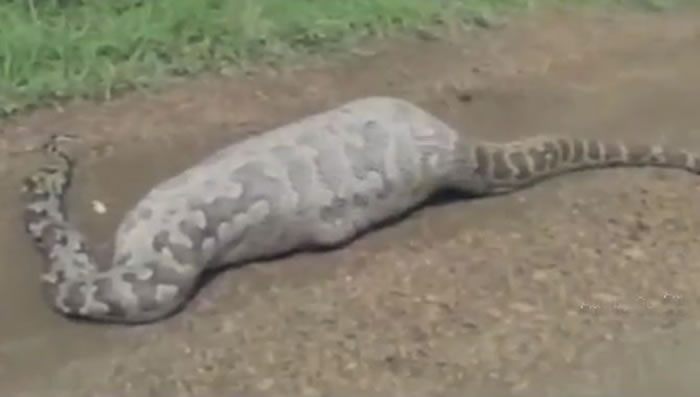 印度古茶拉底省野生动物保护区巨蟒将“亚洲最大羚羊”蓝牛羚直接吞入腹中