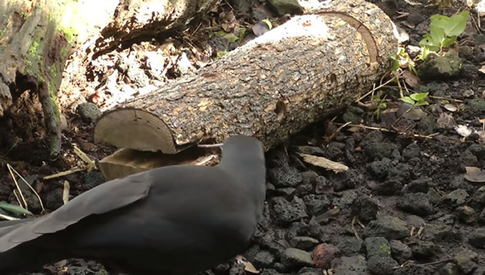 ��������ѻ������������ǳ�����ʹ����֦��ȡ�����е��׳�