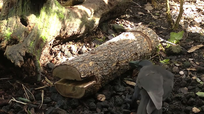 ��������ѻ������������ǳ�����ʹ����֦��ȡ�����е��׳�