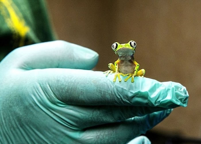 英国的动物园成功繁殖多只狐猴叶蛙。