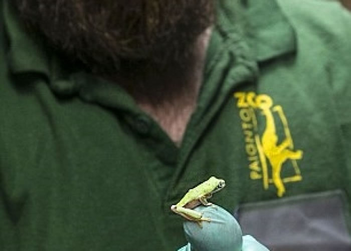 狐猴叶蛙的体型细小。