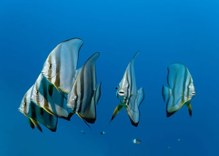 深海多种鱼类能发出声音。