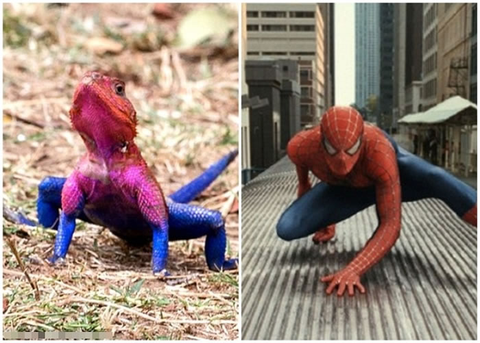 ����������֩������Ϊ���ơ�