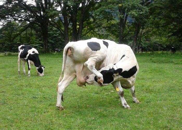 自给自足?日本乳牛疑弯身喝自己的牛奶