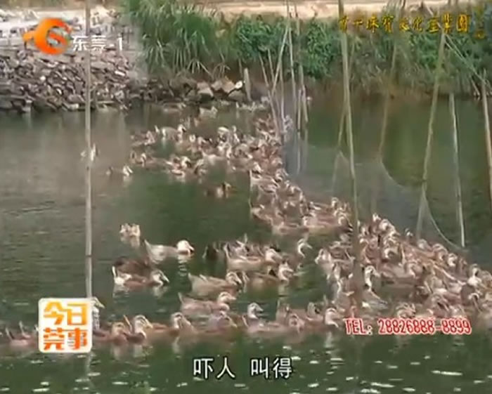 UFO出现在东莞农庄?千只动物集体惨叫。