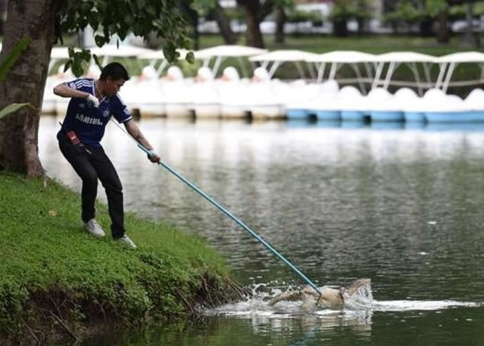 ̩ܶģ׽ṫ԰Lumpini Parkڵ