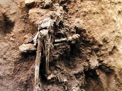 中国江苏太湖中出现罕见的紫色鳗须虾虎鱼 - 神