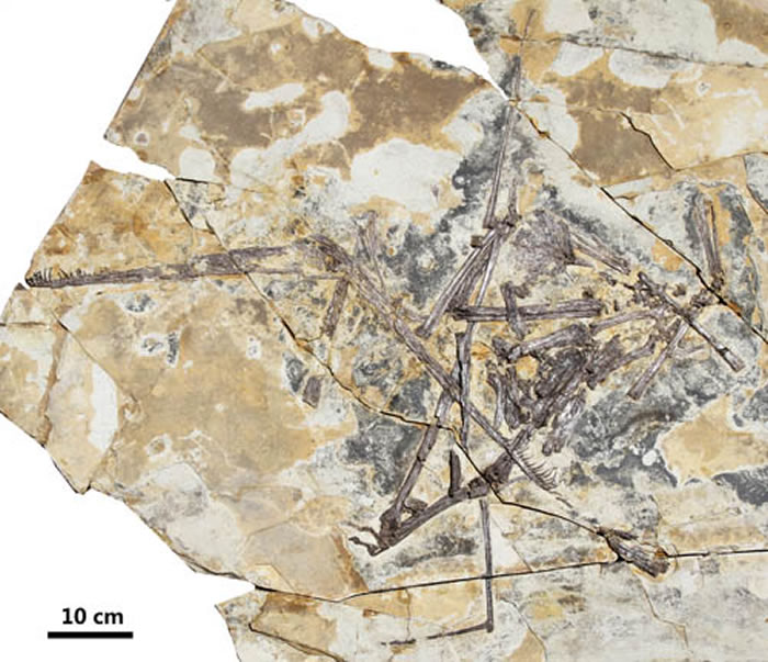 热河剪嘴翼龙(Forfexopterus jeholensis) (蒋顺兴、汪筱林供图)