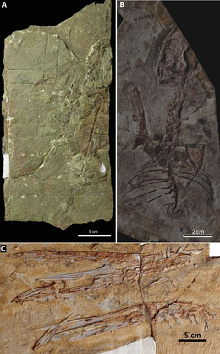 辽西地区新报道的翼龙化石。A,保存两枚蛋化石的鲲鹏翼龙未定种(Kunpengopterus sp.);B,悟空翼龙类的新材料;C,珍妮林龙翼龙(Linlongo