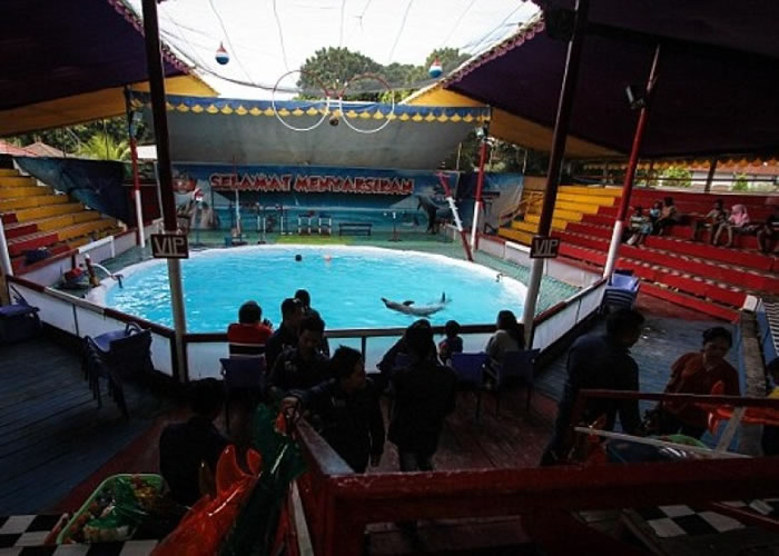 流动海豚马戏团表演场地。