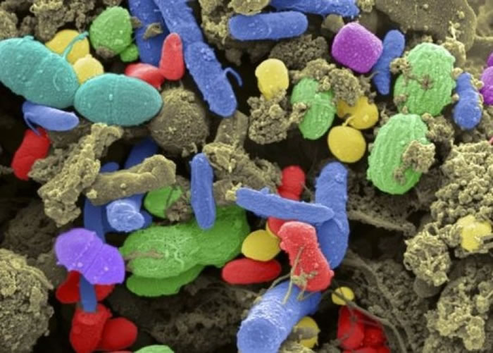 粪便细菌或是解开遗传痴肥之谜的关键。