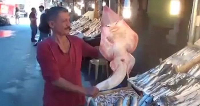 长尾鲨于土耳其十分罕见。