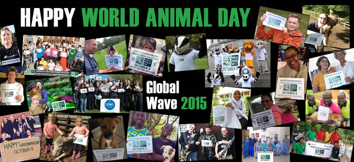 104綯գWorld Animal Day