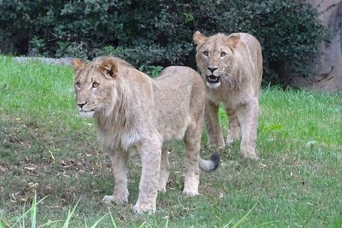 MotshegetsiMajoϸ²ŵִ԰