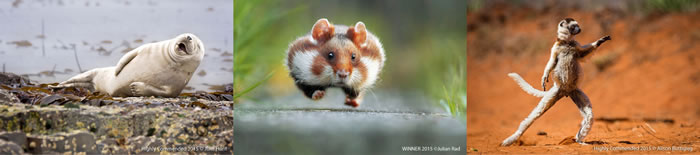 ��ӰʦPaul Joynson-Hicks����ġ���ЦҰ��������Ӱ������Ĭ�ǳ�