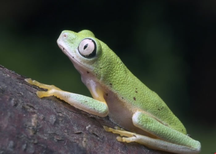 马达加斯加树蛙属极危物种。