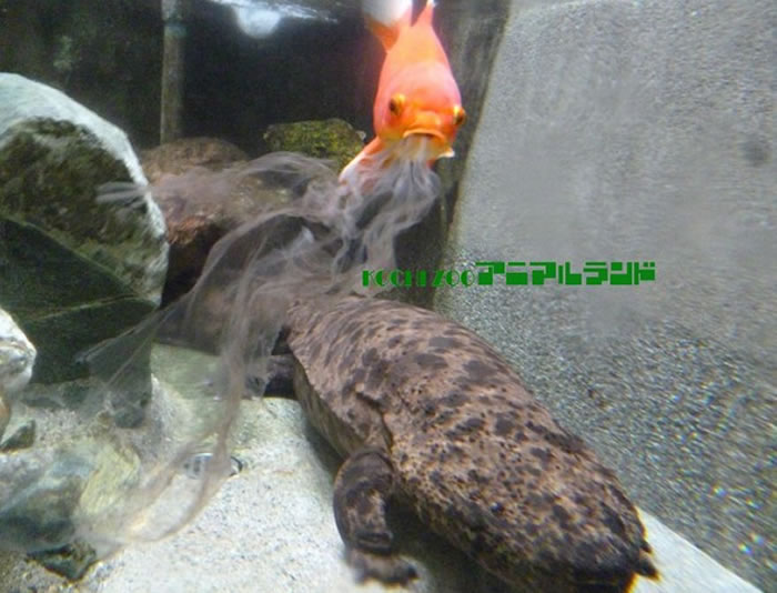 日本高知市动物园小金鱼躲在山椒鱼背后大口吸食脱下来的皮