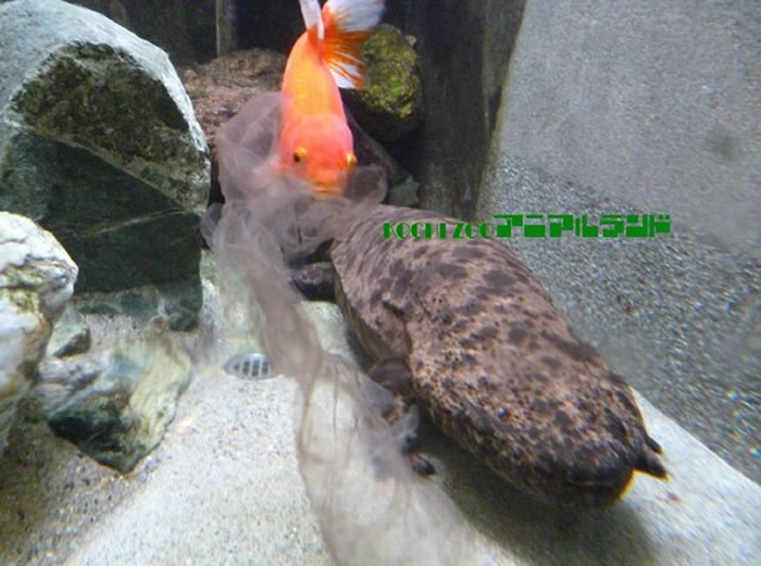 日本高知市动物园小金鱼躲在山椒鱼背后大口吸食脱下来的皮
