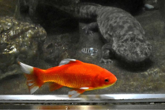 小金鱼逃过山椒鱼「虎口」,逆转生来就是食物的命运。