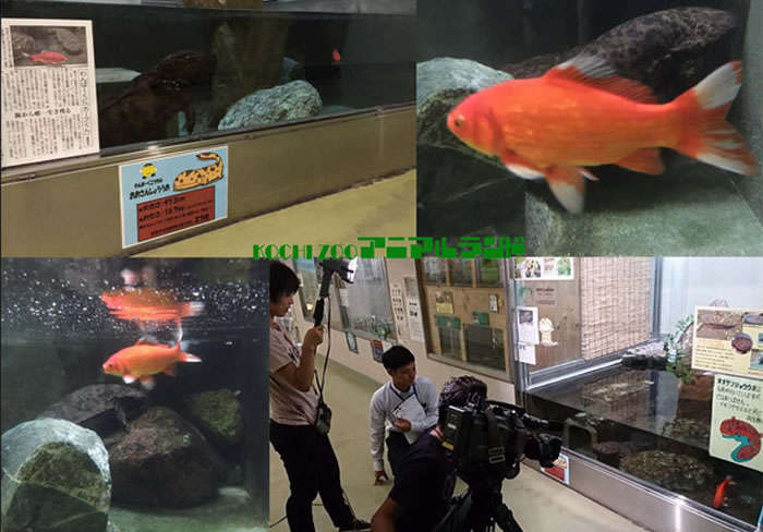 金鱼被日媒报导