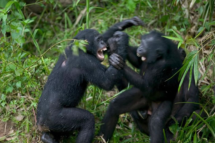 刚果共和国的一处动物收容所中,两只倭黑猩猩正在大打出手。 PHOTOGRAPH BY CYRIL RUOSO, MINDEN PICTURES, NATIONA