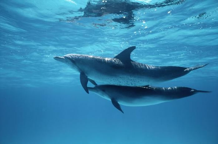 海豚这种被认为性格温和的海生哺乳动物,曾出现过杀害幼崽的纪录。 PHOTOGRAPH BY WOLCOTT HENRY