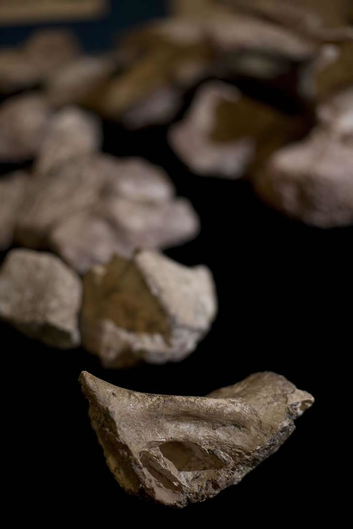 巴西最大恐龙化石Austroposeidon magnificus发现逾60年后首度公开展示