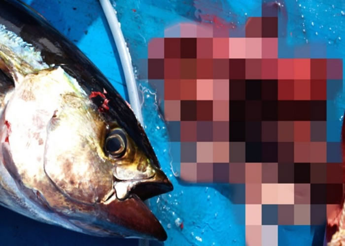 马斯德逊声称在鱼腹内发现人类睪丸及阴茎,当地传媒更公开有关图片。