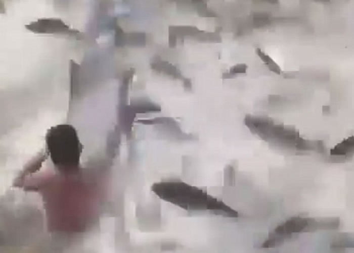 突然一大群鱼纷纷涌至,令人霎时措手不及。