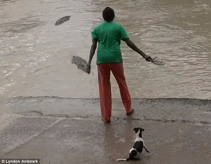 澳洲女子带着小狗在河边散步遇上鳄鱼 毫不犹豫拎起拖鞋打走
