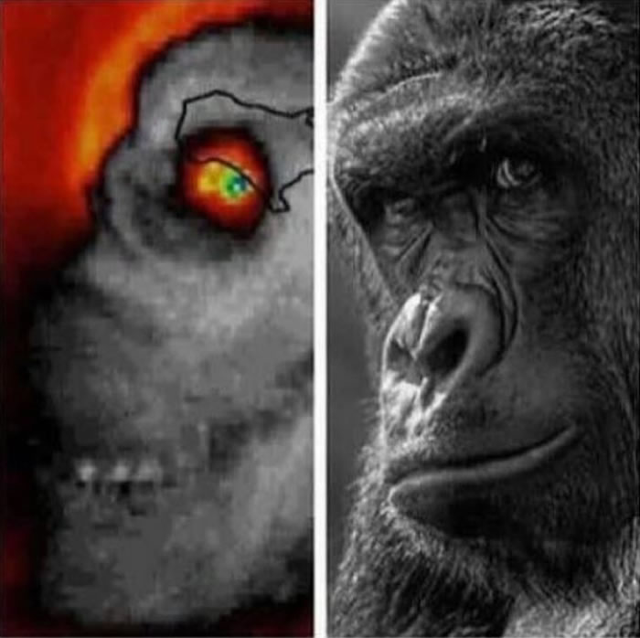 回来复仇了!NASA的“马修”飓风卫星影像中惊现被射杀的大猩猩Harambe脸庞?