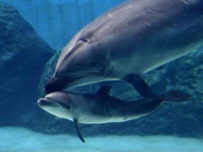 日本名古屋港水族馆宽吻海豚忍痛杀幼子 不愿