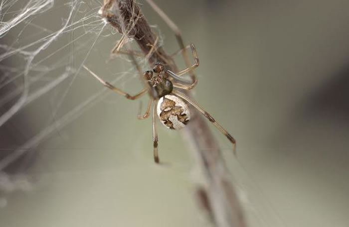 一只成年的红背寡妇蛛爬进了网子。 1996年安德拉德发现,如果雄性红背寡妇蛛牺牲自己,则能延长交配时间。 PHOTOGRAPH BY MCB ANDRADE 2