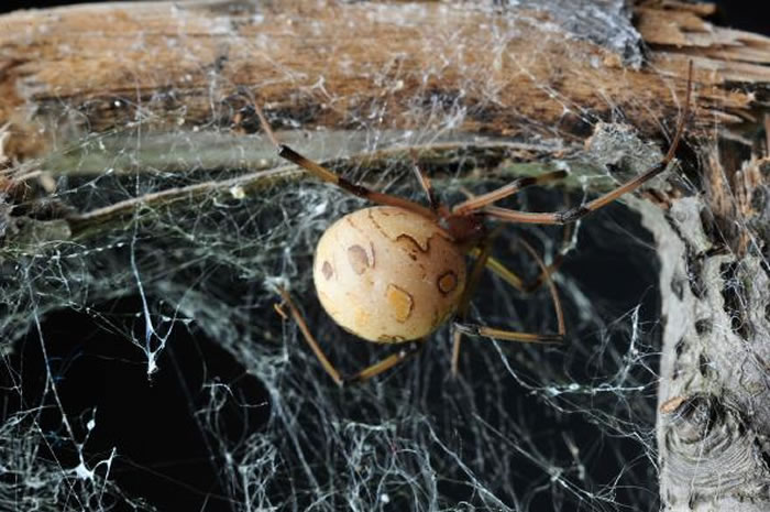 雄几何寇蛛会利用尖牙在雌蛛生殖道的外壳上开孔以进入生殖道。 PHOTOGRAPH BY MCB ANDRADE 2014