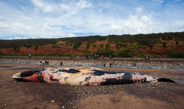 长须鲸的尸身开始腐烂。