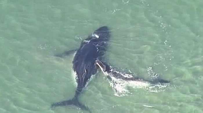 澳洲布里斯本母座头鲸不慎搁浅海滩 幼鲸在旁试图救助
