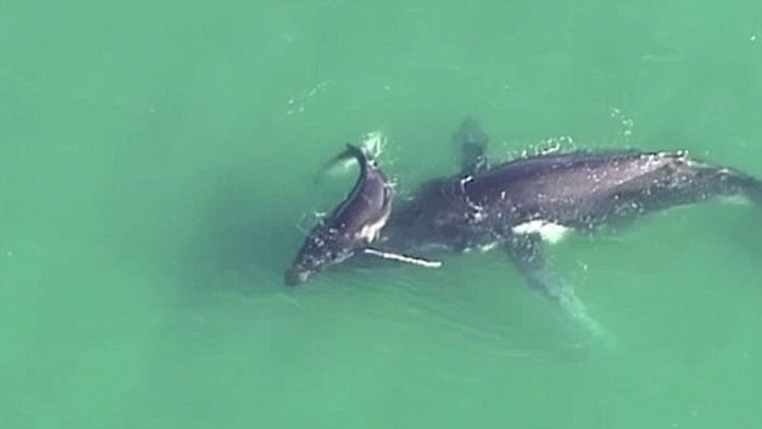 澳洲布里斯本母座头鲸不慎搁浅海滩 幼鲸在旁试图救助